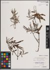 Foto von Salix eleagnos Scop.